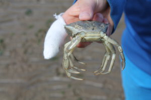 Watt-Fundstück - Ein Exemplar der Strandkrabbe