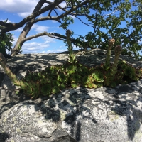 04_landoens-1